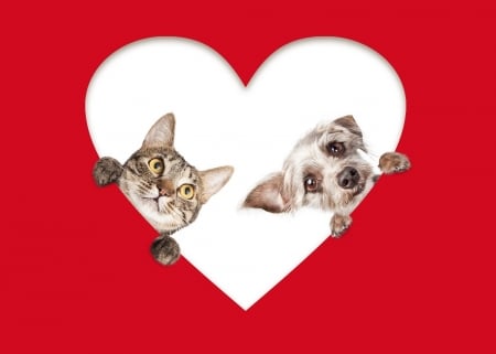 Happy Valentine's Day! - heart, dog, cat, pisica, white, animal, kitten, funny, red, valentine, cute, caine, puppy