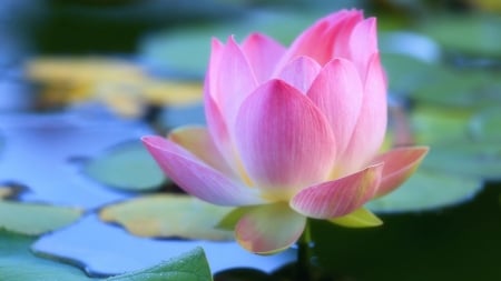 Pink Lotus - summer, blossom, petals, waterlily, leaves