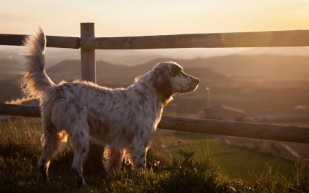 Countryside - cute, puppies, dogs, animals