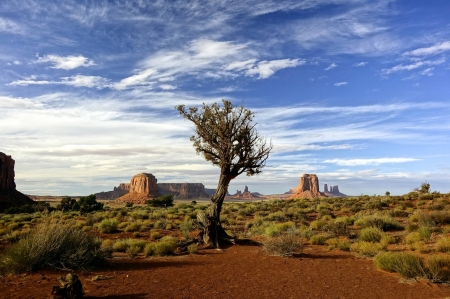 tree in the desert