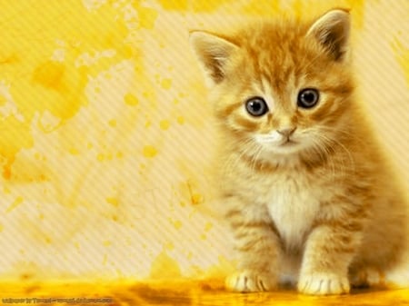 All Orange - orange, cute, cat, kitten