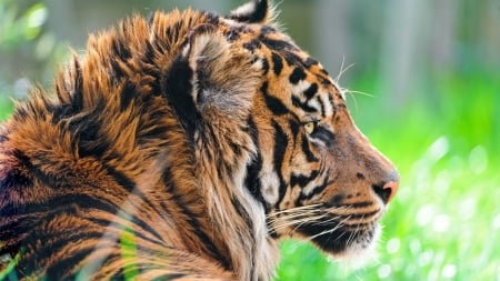 Tiger - big cats, cats, grass, tiger, close up, animals