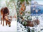 Animal world in winter