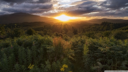 Forest, Scotland - nature, united kingdom, scotland, forests