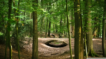 Bridge, Forest - forests, nature, Bridge, green