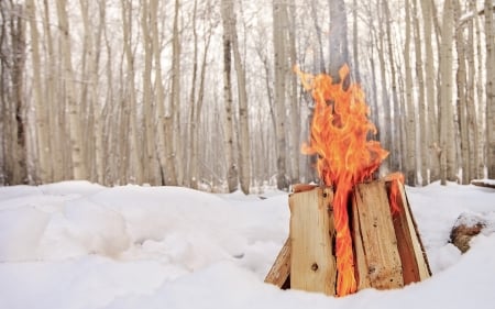 Wood Fire - fire, wood, snow, flame, forest