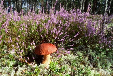 *** - auiumn, forest, nature, fields