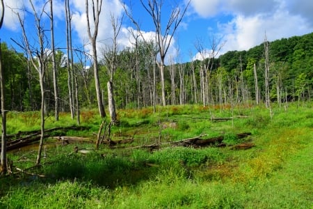 Walking to a wetland