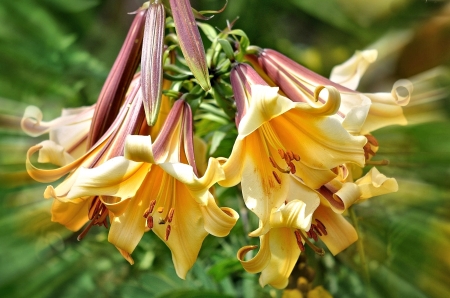 Yellow Lilies - Lily, pretty, Flower, Nature