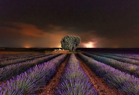 Lavender Field at Night - Field, Nature, Lavender, Night