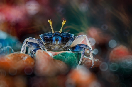 Crab - bokeh, crab, summer, blue