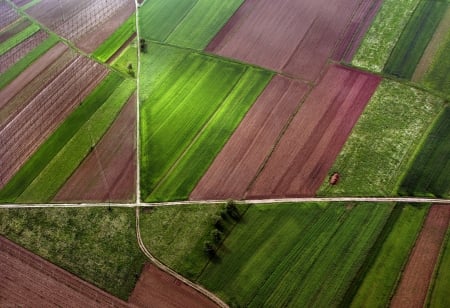 View from the top - summer, pink, field, texture, green