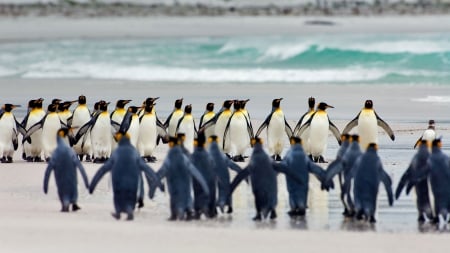 Emperor penguins - penguin, pasare, bird, emperor, sea, royal, falkland island