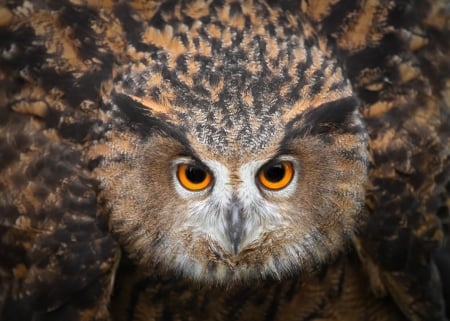 Owl - owl, bird, skin, pasare, eyes, bufnita, feather