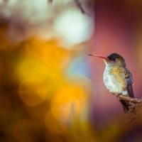 Humming-bird