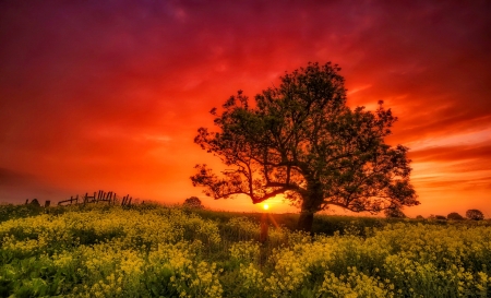 Amazing sunset - sky, landscape, sunset, meadow, summer, fiery, beautiful, red, tree, wildflowers, amzing