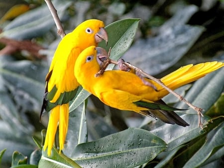 Cute Yellow Birds