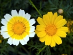 Duel Chamomile