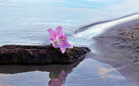 Water lily - nature, water, lake, lily