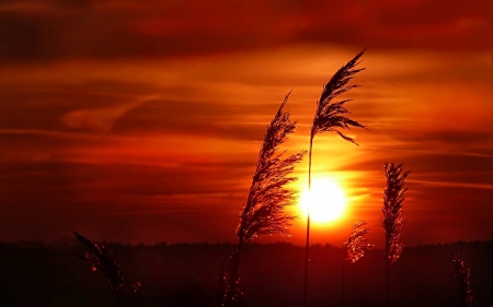 Sunset - nature, sky, sunset, grass