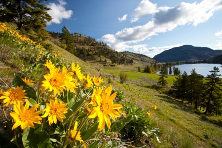 Okanagan Valley, Canada - blossoms, sky, clouds, spring, hills