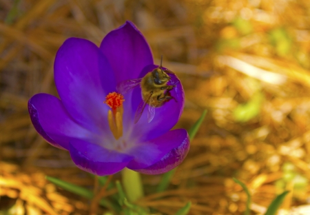 Crocus With Bee - blossom, garden, purple, petals