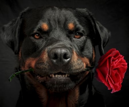 For you! - trandafir, valentine, black, rose, caine, dog, red, animal, flower