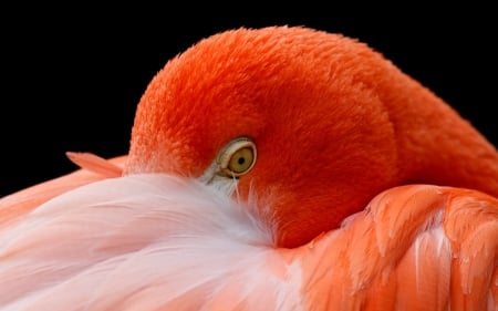 Flamingo - feather, pasare, bird, black, flamingo, orange, eye