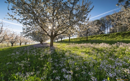 Spring - flowers, blooms, spring, trees