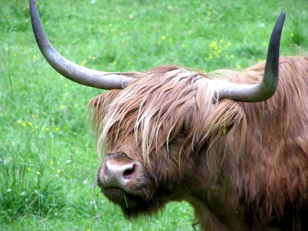 Highlander - cows, highlander, animals, bulls, scotland