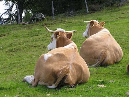 Taking a break - two, cows, animals, resting, grass