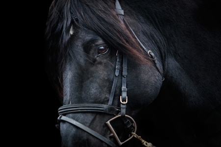 Black Beauty - black, horse, stallion, animals