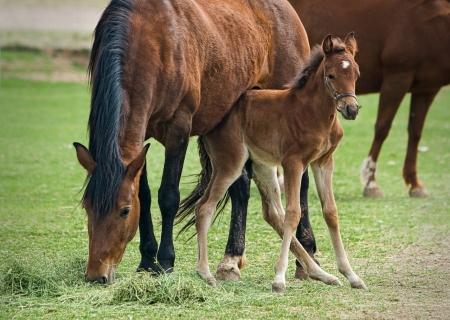 Happy Family - horses, animals, family, mare, cute, foal