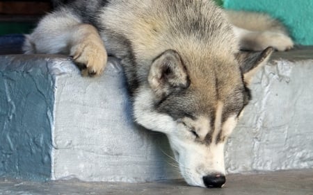 husky nap time - husky, nap, dogs, sleepy