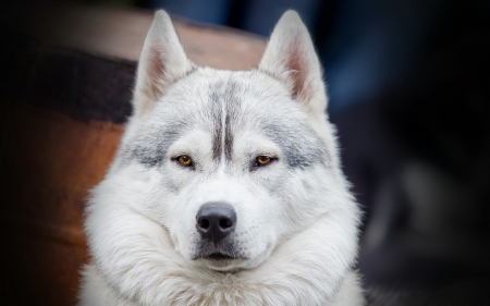 look into my eyes - animals, dog, eyes, beautiful