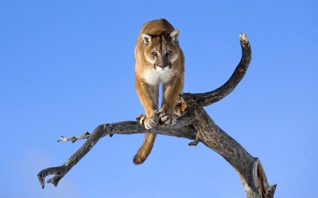 puma - puma, cats, big, branch