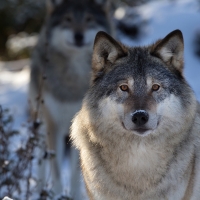 beautiful  grey wolf,