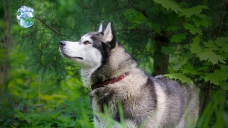 husky - dogs, husky, trees, animals