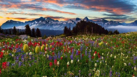 Amazing Flowers in the Mountains - sky, trees, mountains, nature, forest, clouds, snow, fog, flowers