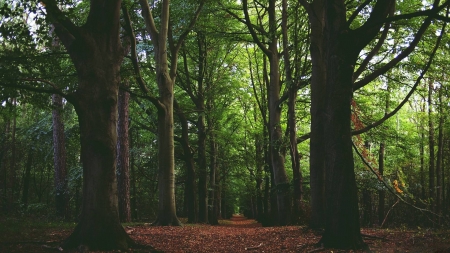 forest of trees