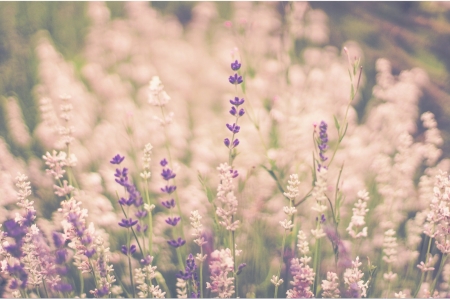 Stems - flowers, purple color, bokeh, nature, lavander, stems, field