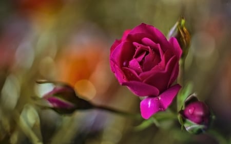 Pretty Rose - Rose, pretty, Flower, Nature