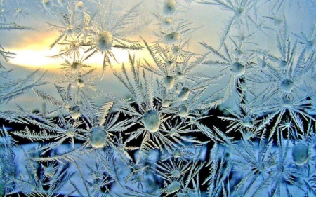 Frost Flowers - flowers, frost, winter, window