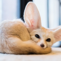 Fennec fox