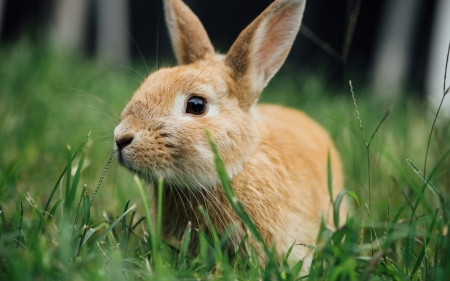 Rabbit - easter, rabbit, rodent, animal, green, cute, grass, bunny