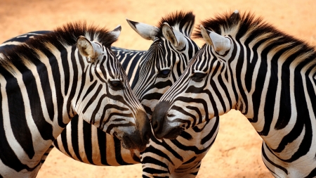 Zebras - black, zebra, white, animal, trio, stripes