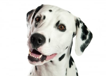 Dalmatian - white, caine, black, spot, dalmatian, dog