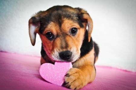 Happy Valentine's Day! - heart, dog, pink, paw, funny, valentine, cute, caine, puppy, card