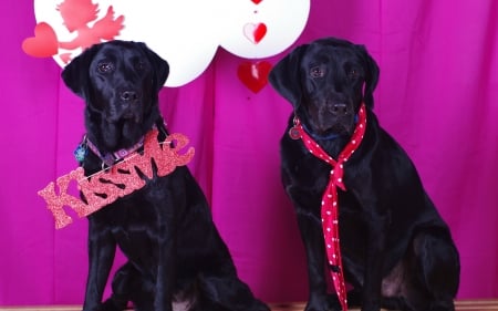 Happy Valentine's Day! - black, animal, valentine, dog, caine, card, couple, pink