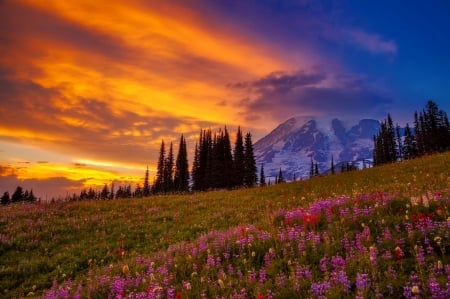 Mere Mortals - sky, slope, mountain, landscape, summer, meadow, sunset, field, amazing, beautiful, wildflowers